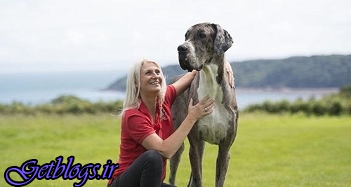 تصاویر) + بزرگترین سگ دنیا(