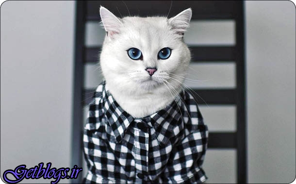 گربه چشم آبی ستاره اینترنت