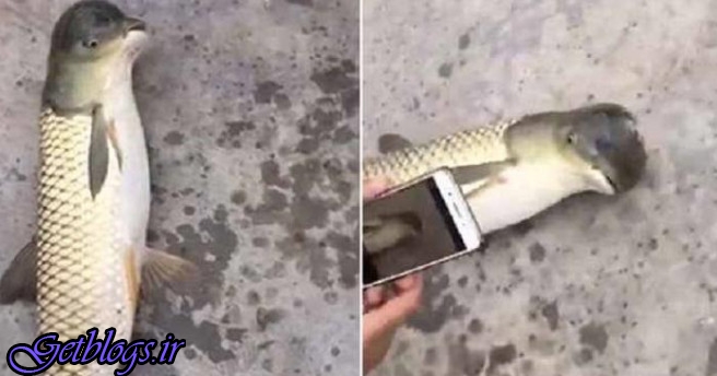صید ماهی عجیب با سر دلفین در چین