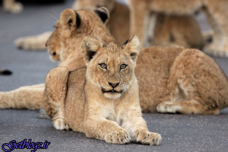 تصویرهای ، استراحت خانواده شیرها وسط بزرگراه گردشگری در آفریقای جنوبی