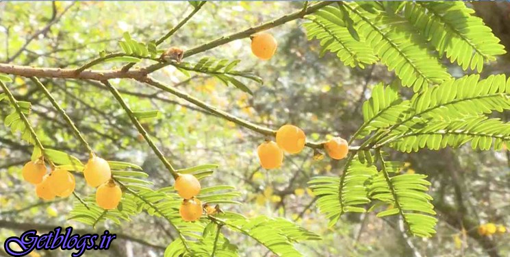 کشف درخت نادر 500 ساله با میوه‌های زردرنگ