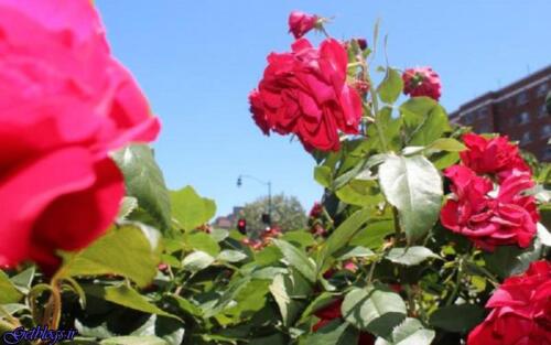 عکس های دی. ان. ای گیاه های چگونه ترمیم می شود دی. ان. ای گیاه های چگونه ترمیم می شود