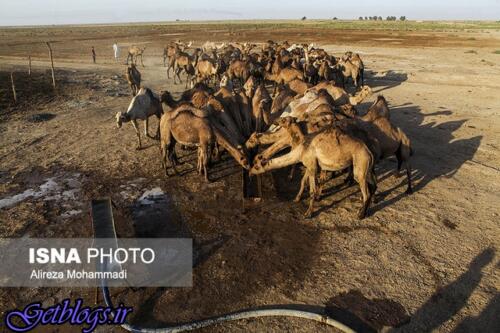 عکس های کور شدن دامها بر اثر مصرف آب شور در هویزه کور شدن دامها بر اثر مصرف آب شور در هویزه