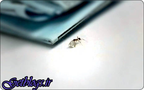 عکس های کوچک ترین سارق الماس دنیا کوچک ترین سارق الماس دنیا