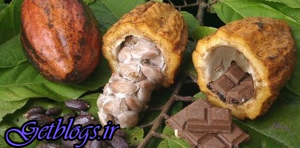 عکس های تلاش دانشمندان جهت جلوگیری از انقراض شکلات تلاش دانشمندان جهت جلوگیری از انقراض شکلات