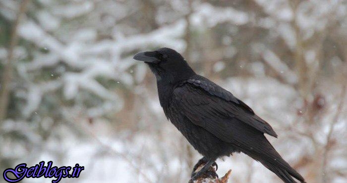 تصاویر) + حیواناتی که می‌توانند حرف بزنند! (