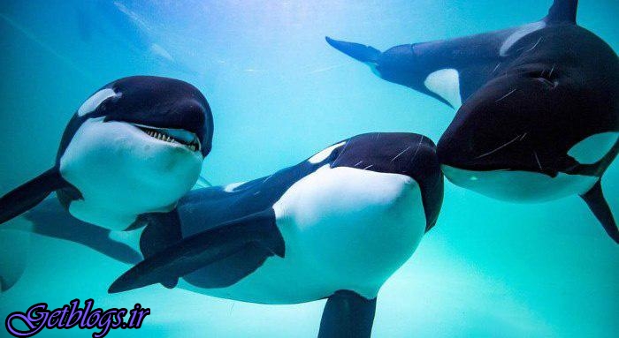 تصاویر) + حیواناتی که می‌توانند حرف بزنند! (