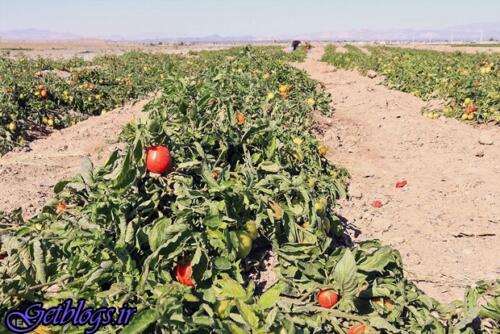 تهدید بیماری‌های میکروبی جدی است ، سبزیجاتی که طعم فاضلاب می‌دهند