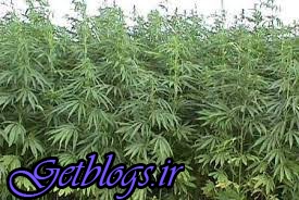 عکس های کشت گراس در منزل باغ ویلایی شمال پایتخت کشور عزیزمان ایران به وسیله دکتر متخصص کشت گراس در منزل باغ ویلایی شمال پایتخت کشور عزیزمان ایران به وسیله دکتر متخصص