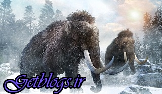 عکس ، گونه‌ای جدیدی از ماموت در سیبری کشف شد