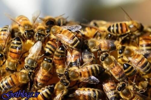 عکس های «زنبورهای عسل» مفهوم صفر را درک میکنند «زنبورهای عسل» مفهوم صفر را درک میکنند