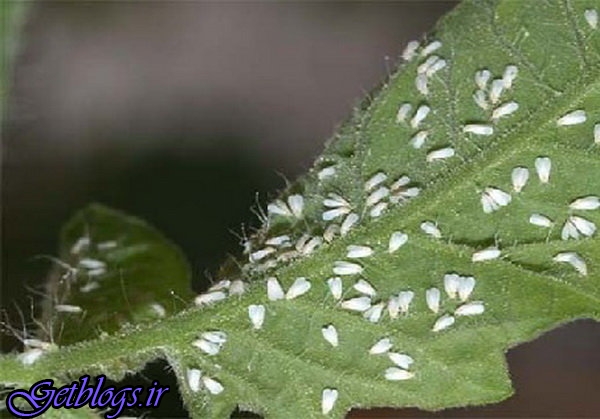 میزبان مناسب و کم کردن دشمن های طبیعی عوامل مهم ازدیاد سفید بالک‌ها