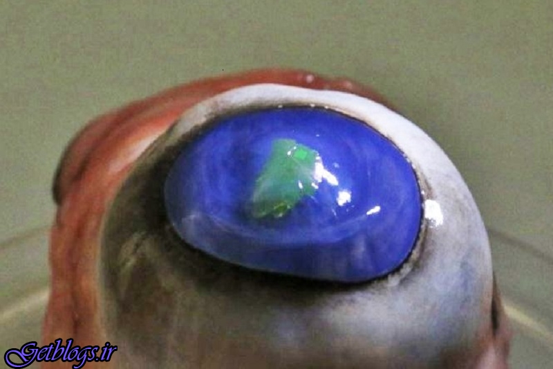 ساخت لنزی چشمی که پرتوهای لیزر را گسیل می کند