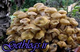 عکس های تعداد فوتی های قارچ سمی در کرمانشاه 5 نفر شد تعداد فوتی های قارچ سمی در کرمانشاه 5 نفر شد