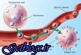 عکس های هورمون هایی که بر میزان چاقی و لاغری شما تاثیر می گذارند هورمون هایی که بر میزان چاقی و لاغری شما تاثیر می گذارند