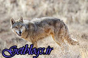 حمله مرگبار گرگ به کودکی در میبد