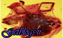 عکس های کشف فسیل 99 میلیون ساله یک کنه در تار عنکبوت باستانی کشف فسیل 99 میلیون ساله یک کنه در تار عنکبوت باستانی